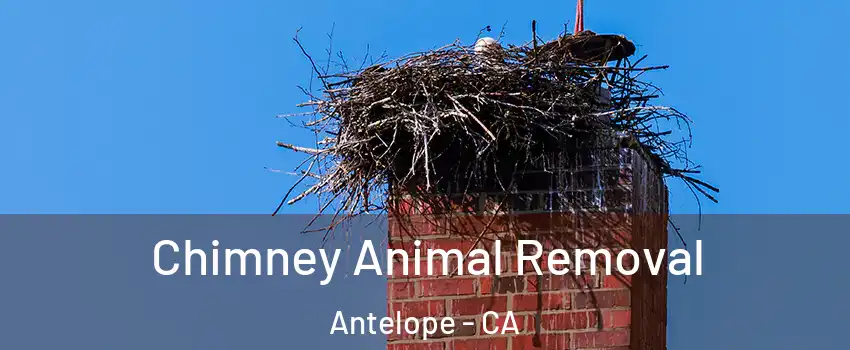 Chimney Animal Removal Antelope - CA
