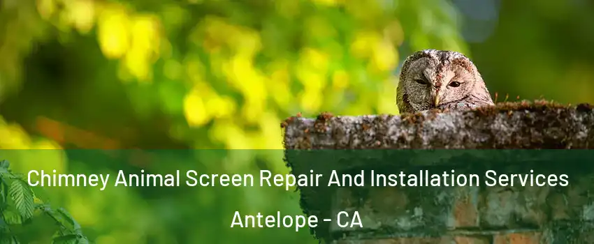  Chimney Animal Screen Repair And Installation Services Antelope - CA