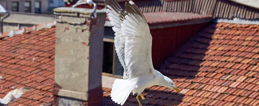 Residential Chimney Animal Removal Solution in Antelope, CA
