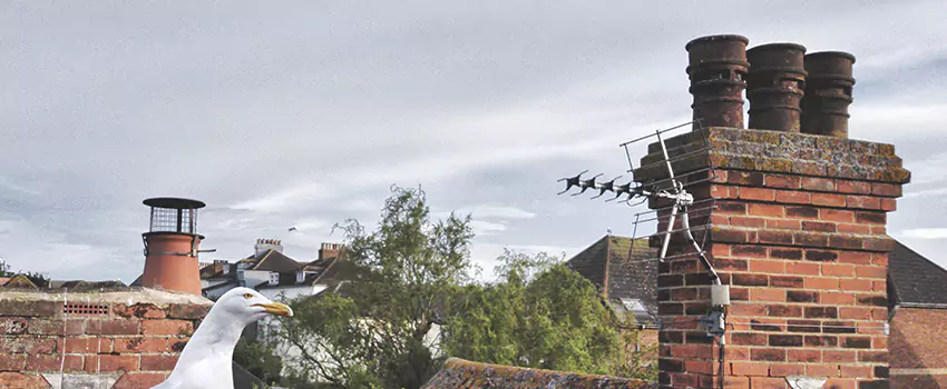 Chimney Cleaning And Restoration in Antelope, California